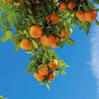 Miniatura fototapety Gałąź z Pomarańczami na Niebie