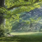 Miniatura fototapety Las o świcie z dużym drzewem