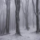 Miniatura fototapety Zimowy las z ośnieżonymi drzewami