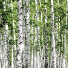 Miniatura fototapety Las brzozowy z zielonymi liśćmi