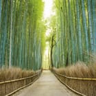 Miniatura fototapety Ścieżka wśród bambusów