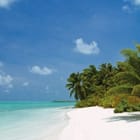 Miniatura fototapety Plaża z palmami i oceanem
