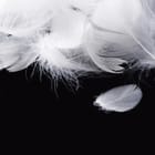 Miniatura fototapety Kontrastowe białe pióra