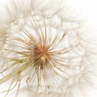 Miniatura fototapety Zbliżenie dmuchawca na białym tle