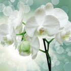 Miniatura fototapety Białe orchidee z kroplami wody