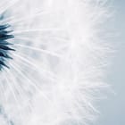 Miniatura fototapety Zbliżenie na delikatne dmuchawce