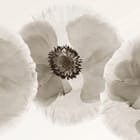 Miniatura fototapety Trzy kwiaty maku na jasnym tle