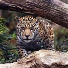 Miniatura fototapety Jaguar w naturalnym otoczeniu