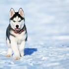 Miniatura fototapety Husky na śniegu z niebieskimi oczami