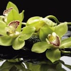 Miniatura fototapety Orchidee na kamieniach w wodzie