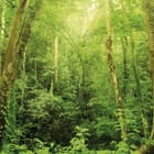 Miniatura fototapety Leśne gęstwiny tropikalne