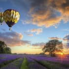 Miniatura fototapety Balony nad Polem Lawendy