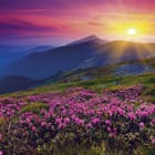 Miniatura fototapety Kwiaty na górskiej łące o zachodzie