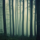 Miniatura fototapety Leśna mgła i wysokie drzewa