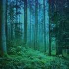 Miniatura fototapety Leśne gęstwiny w mglistym otoczeniu