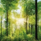 Miniatura fototapety Las o świcie z wysokimi drzewami