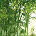 Miniatura fototapety Zielony las bambusowy