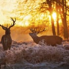 Miniatura fototapety Jelenie w złotym świetle lasu