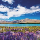 Miniatura fototapety Kwiatowe pole nad jeziorem