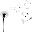 Miniatura fototapety Dmuchawce na białym tle