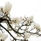 Miniatura fototapety Gałąź magnolii na jasnym tle