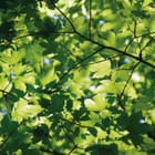 Miniatura fototapety Zielone liście klonu w słońcu