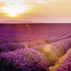 Miniatura fototapety Pole lawendy o zachodzie słońca