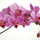 Miniatura fototapety Różowe storczyki na gałązce