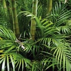 Miniatura fototapety Zielony las bambusowy