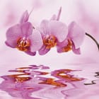 Miniatura fototapety Orchidee nad wodą w delikatnym odbiciu