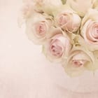 Miniatura fototapety Bukiet różowych róż na jasnym tle