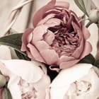 Miniatura fototapety Bukiet różowych piwonii