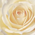 Miniatura fototapety Kremowa róża w zbliżeniu
