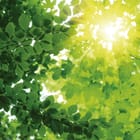 Miniatura fototapety Las o świcie z zielonymi liśćmi