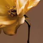 Miniatura fototapety Żółta róża z bliska