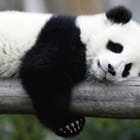 Miniatura fototapety Panda na drewnianym pniu