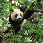 Miniatura fototapety Panda na drzewie w zielonym lesie
