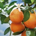 Miniatura fototapety Pomarańcze z kroplami wody