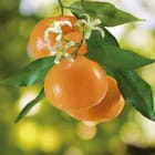 Miniatura fototapety Pomarańcze na gałęzi z liśćmi