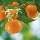 Miniatura fototapety Dojrzałe pomarańcze na gałęzi