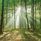 Miniatura fototapety Las o świcie z promieniami słońca