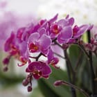 Miniatura fototapety Fioletowe orchidee na łodygach