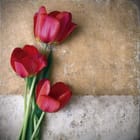Miniatura fototapety Czerwone tulipany na beżowym tle