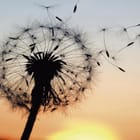 Miniatura fototapety Dmuchawiec o zachodzie słońca