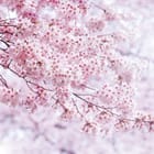 Miniatura fototapety Sakura – gałąź z kwiatami wiśni
