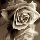 Miniatura fototapety Róża z Odbiciem w Sepii