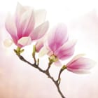 Miniatura fototapety Gałąź Magnolii z Różowymi Płatkami