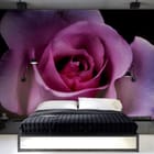 Miniatura fototapety Różowy kwiat róży na ciemnym tle we wnętrzu sypialni