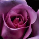 Miniatura fototapety Różowy kwiat róży na ciemnym tle