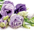 Miniatura fototapety Bukiet Fioletowych Kwiatów